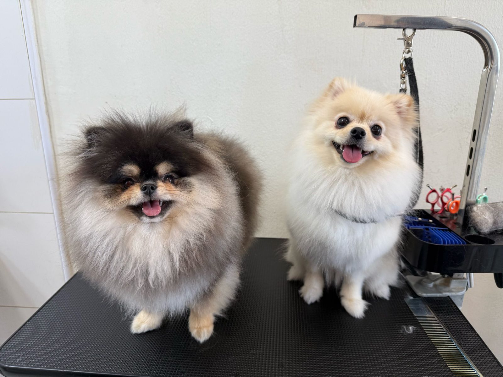 Two groomed Pomeranians sitting on the grooming table