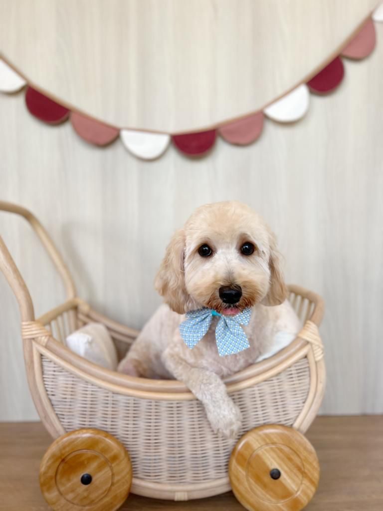 A groomed dog posed in a wicker pram with a bow