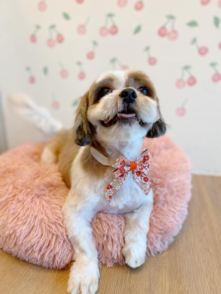 A Shih Tzu with a bow on a soft bed
