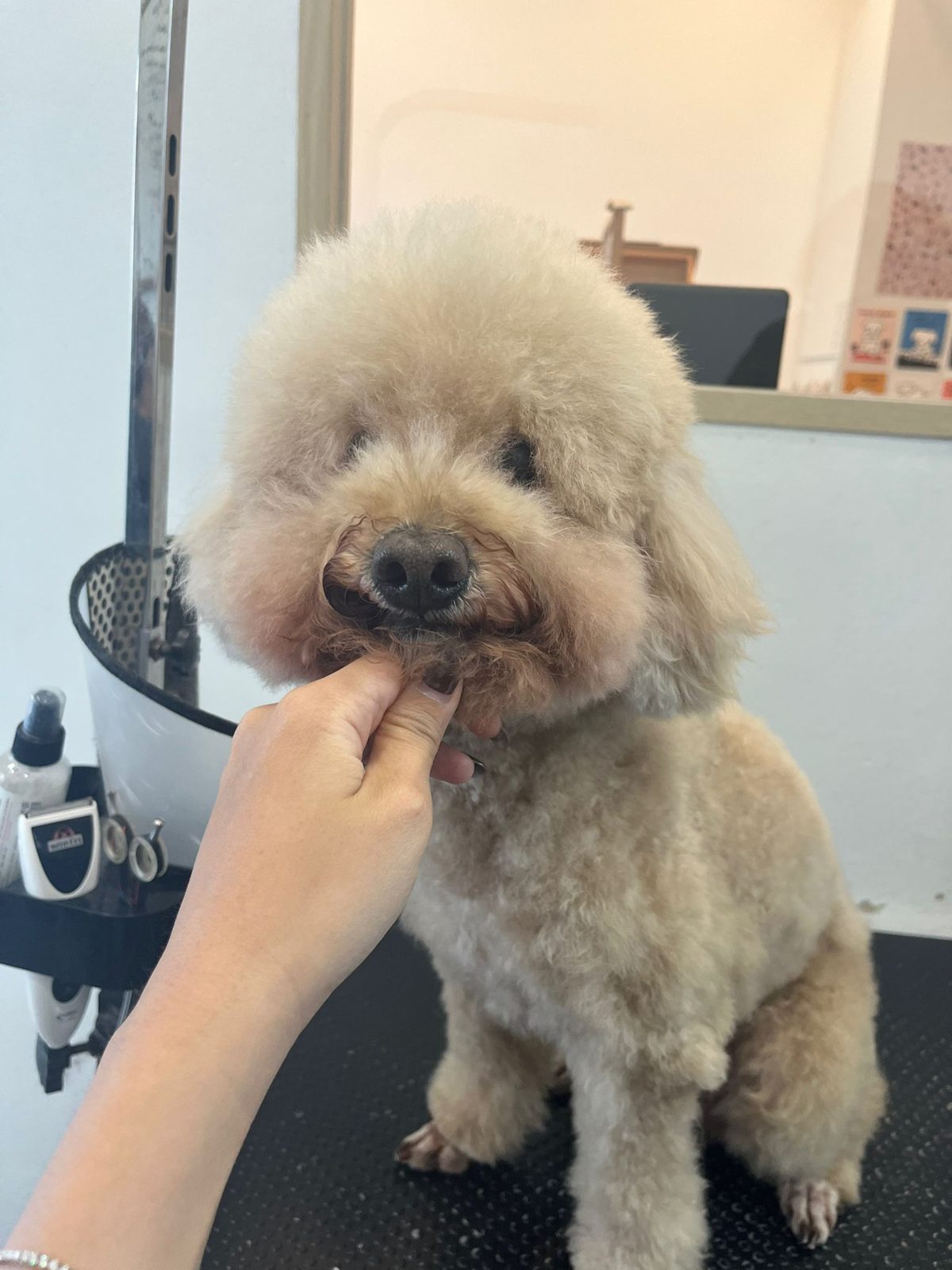 A poodle with a rounded face trim taking a treat