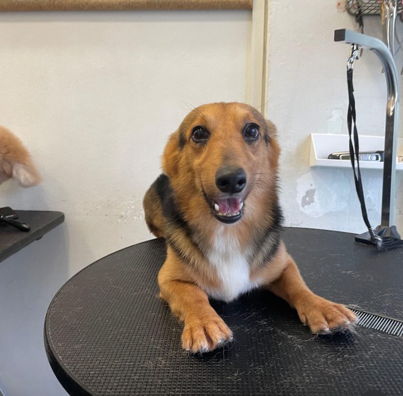 A dachshund on the grooming table